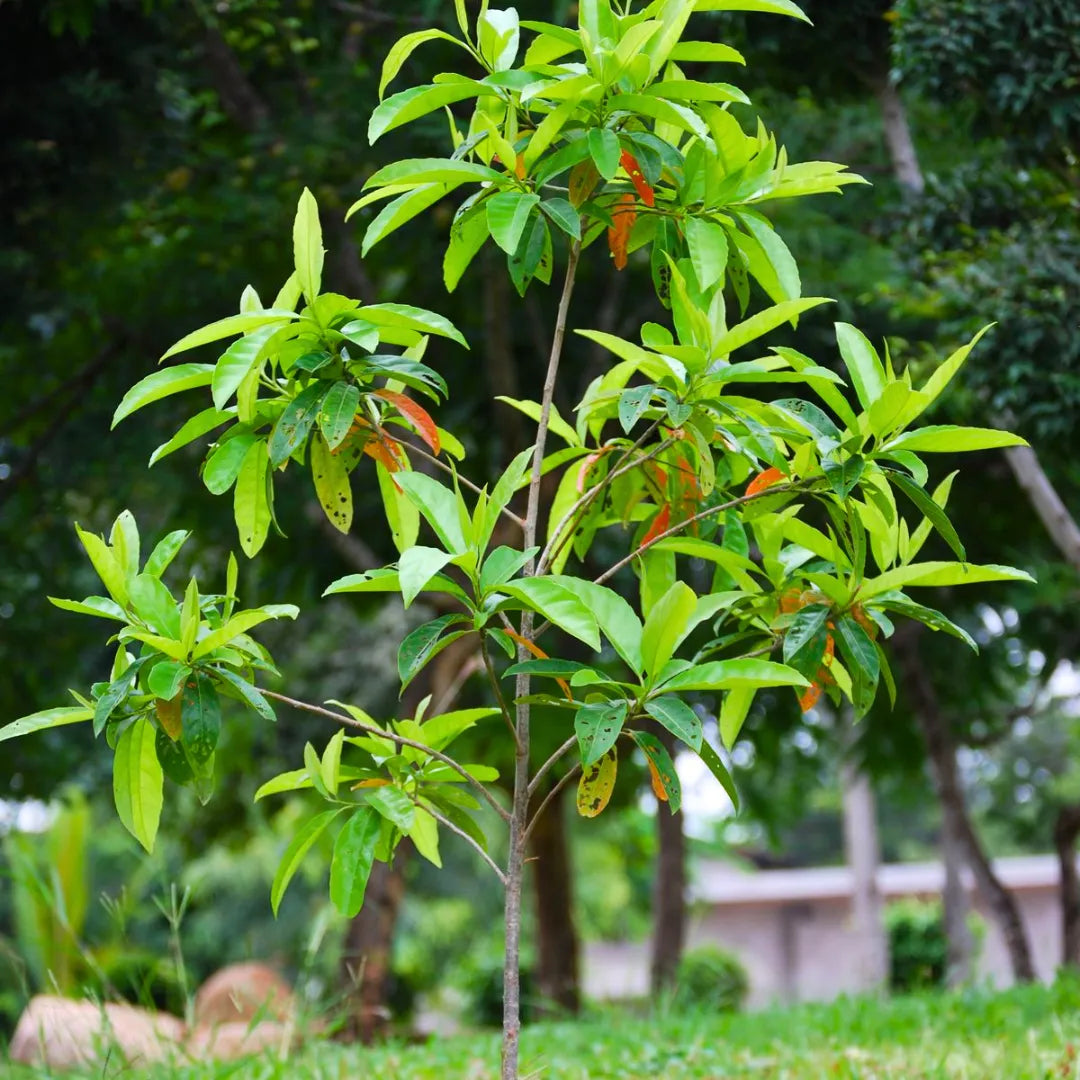 Buy Rudraksha (Elaeocarpus Angustifolius) - Plant Online at Lalitenterprise