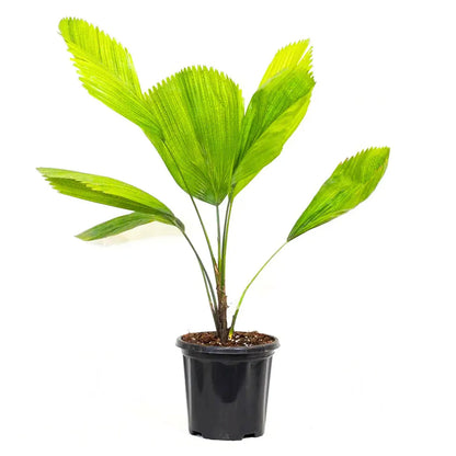 Buy Ruffled Fan Palm | Licuala (Pritchardia) Grandis - Plant Online at Lalitenterprise