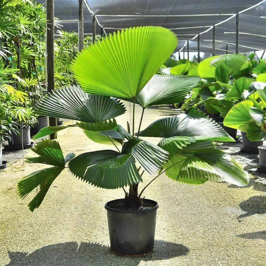Buy Ruffled Fan Palm | Licuala (Pritchardia) Grandis - Plant Online at Lalitenterprise