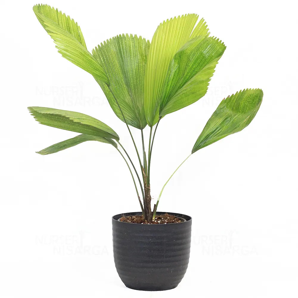 Buy Ruffled Fan Palm | Licuala (Pritchardia) Grandis - Plant Online at Lalitenterprise