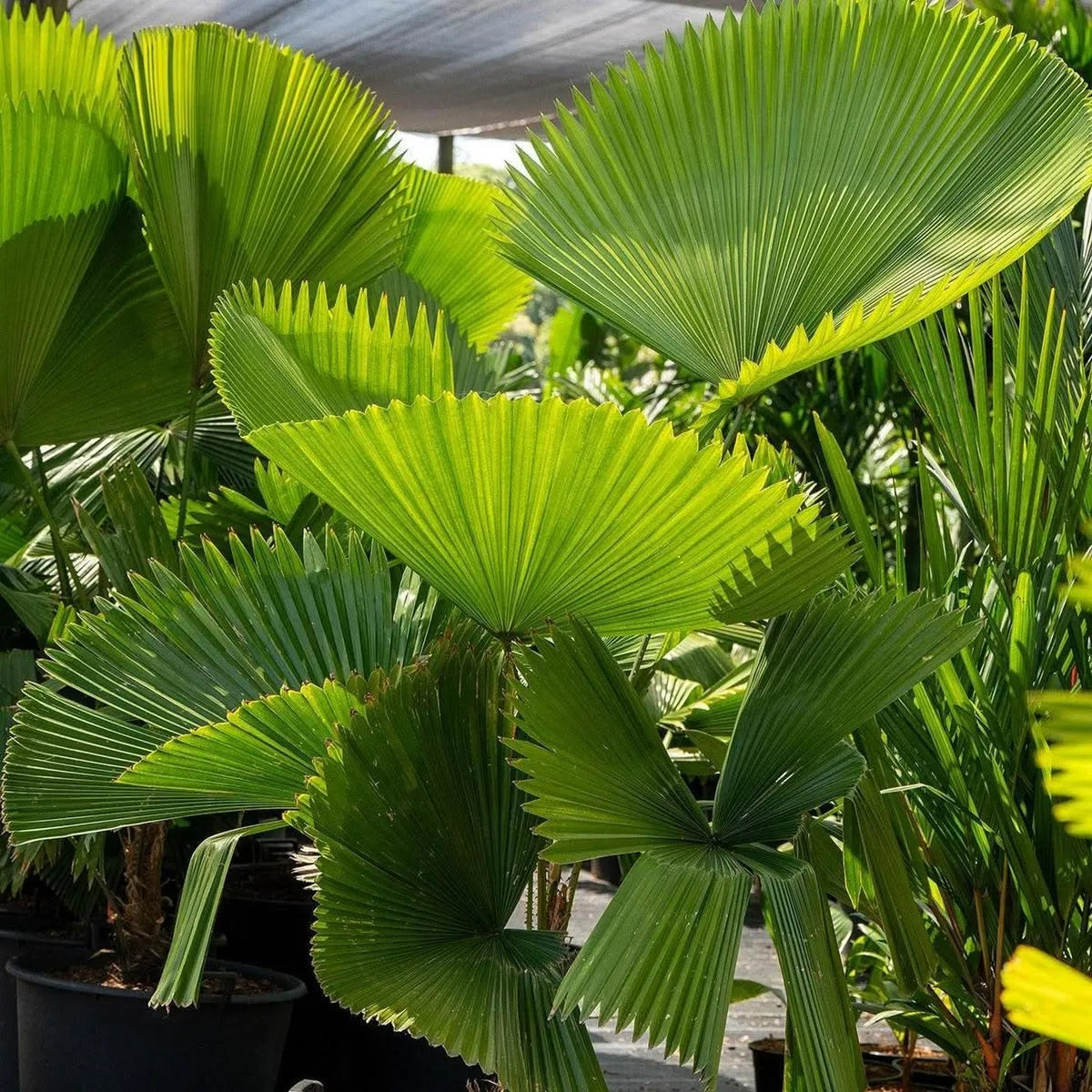 Buy Ruffled Fan Palm | Licuala (Pritchardia) Grandis - Plant Online at Lalitenterprise