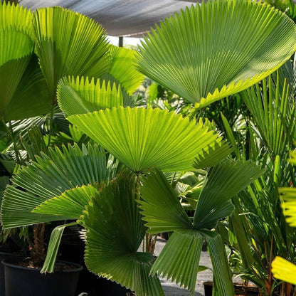 Buy Ruffled Fan Palm | Licuala (Pritchardia) Grandis - Plant Online at Lalitenterprise