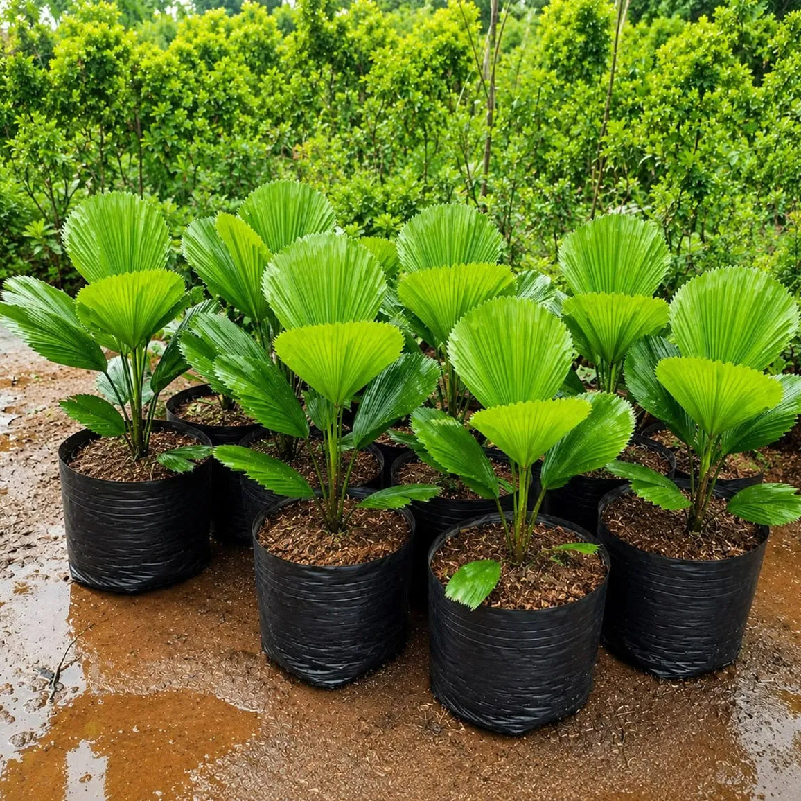 Buy Ruffled Fan Palm | Licuala (Pritchardia) Grandis - Plant Online at Lalitenterprise