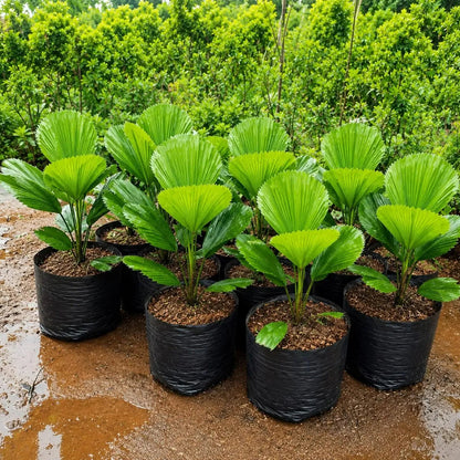 Buy Ruffled Fan Palm | Licuala (Pritchardia) Grandis - Plant Online at Lalitenterprise