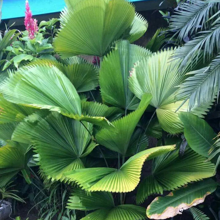 Buy Ruffled Fan Palm | Licuala (Pritchardia) Grandis - Plant Online at Lalitenterprise