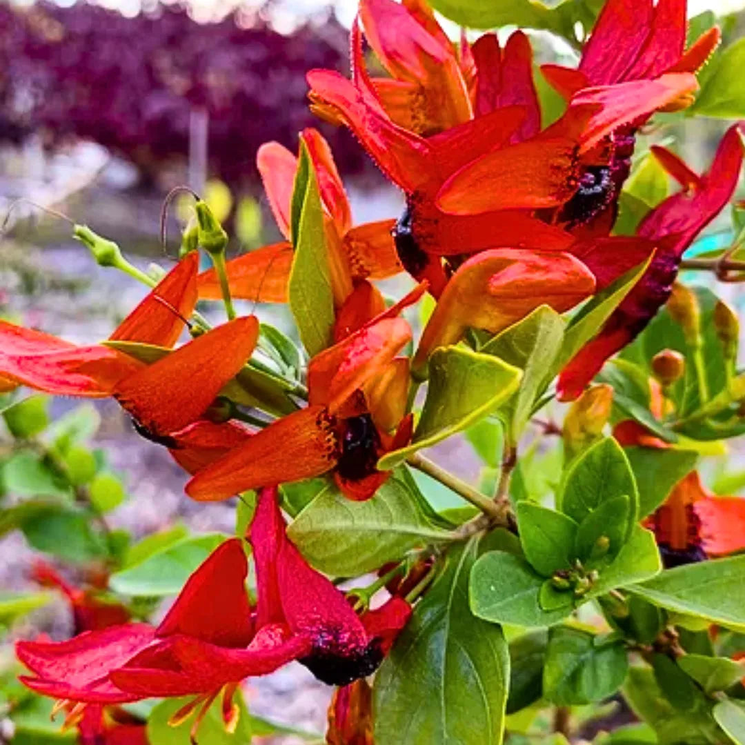 Buy Ruttya Fruticosa (Rabbit Ears, Orange Bird) - Plant Online at Lalitenterprise