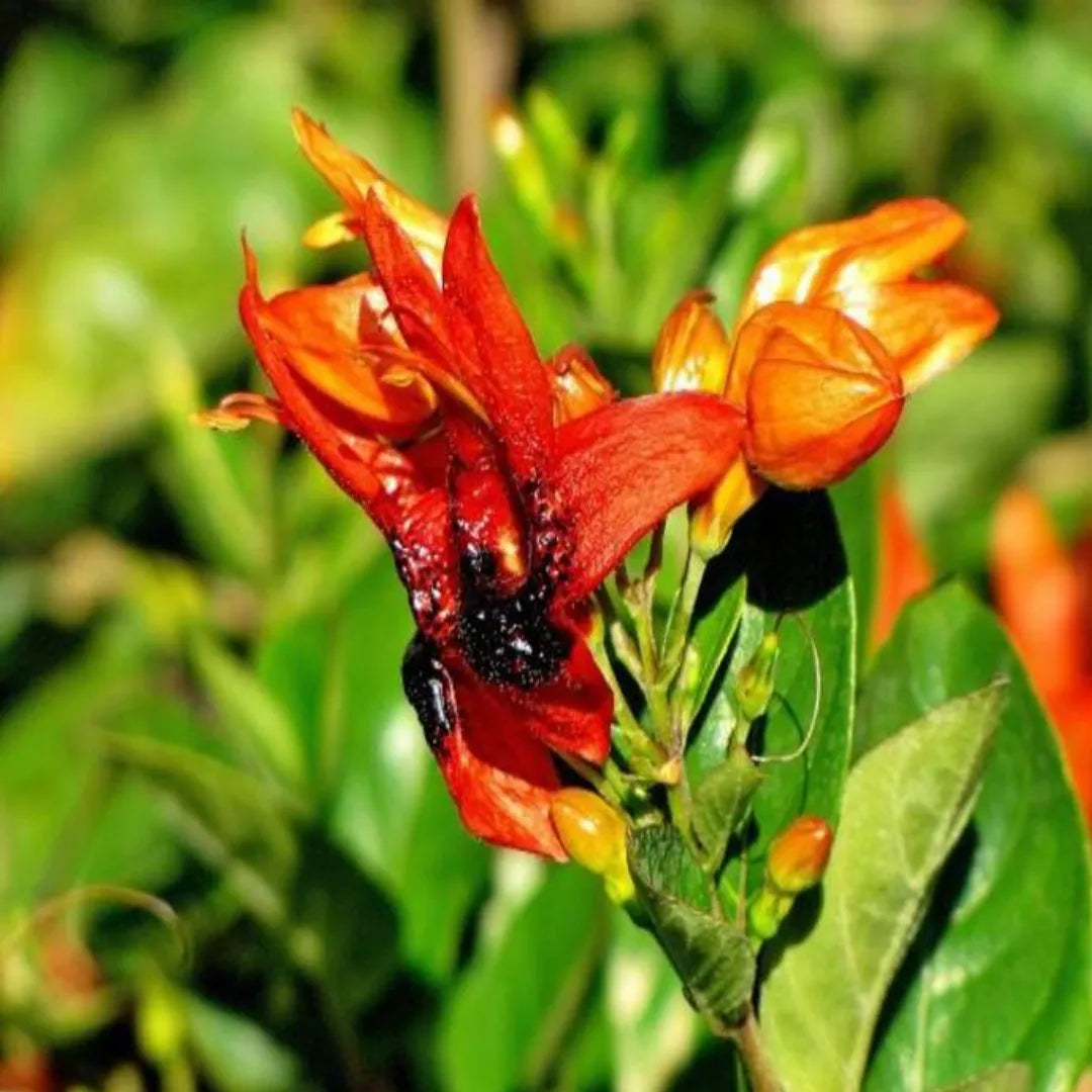 Buy Rabbit Ears, Orange Bird - Plant Online at Lalitenterprise