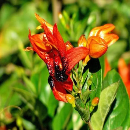 Buy Rabbit Ears, Orange Bird - Plant Online at Lalitenterprise