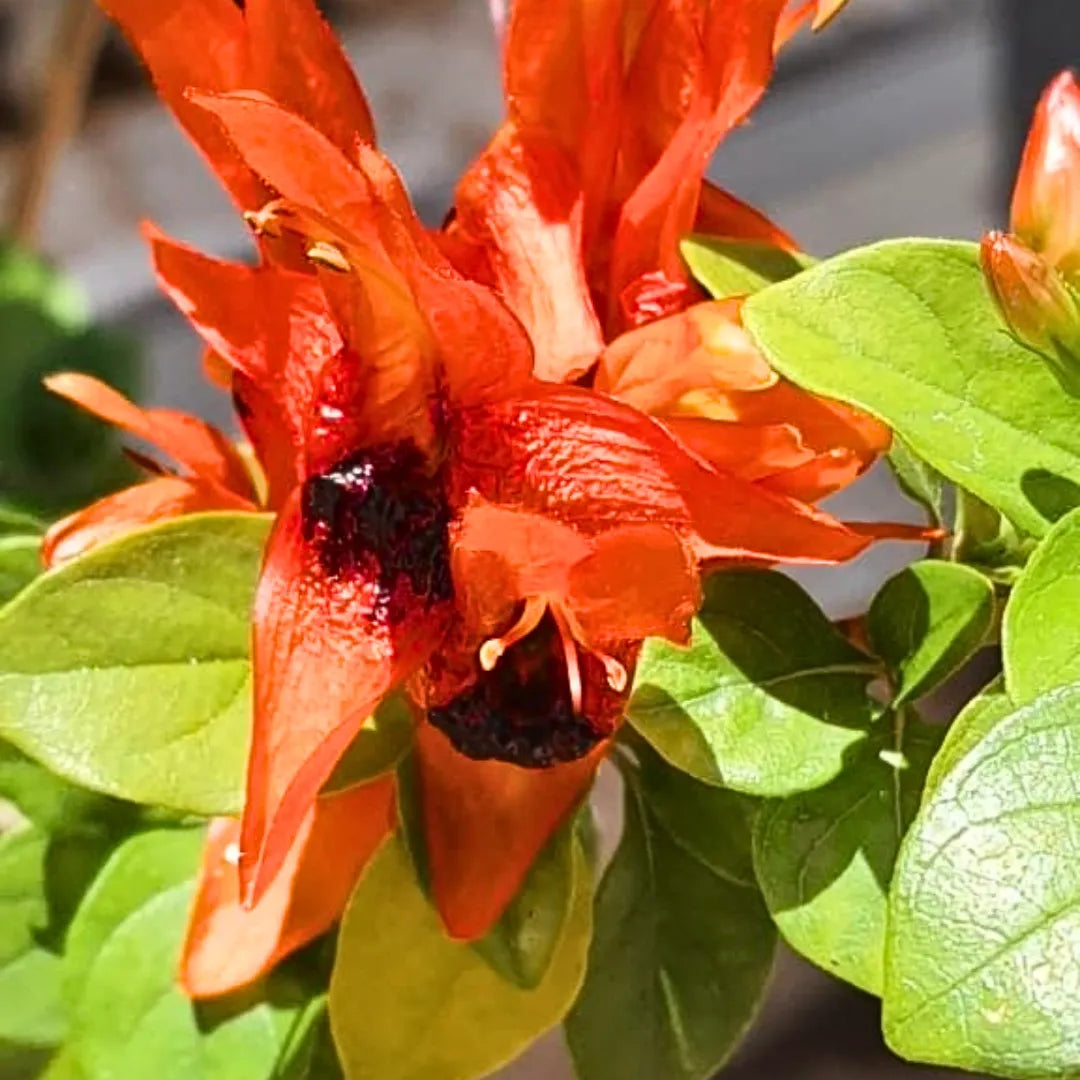 Buy Ruttya Fruticosa - Plant Online at Lalitenterprise