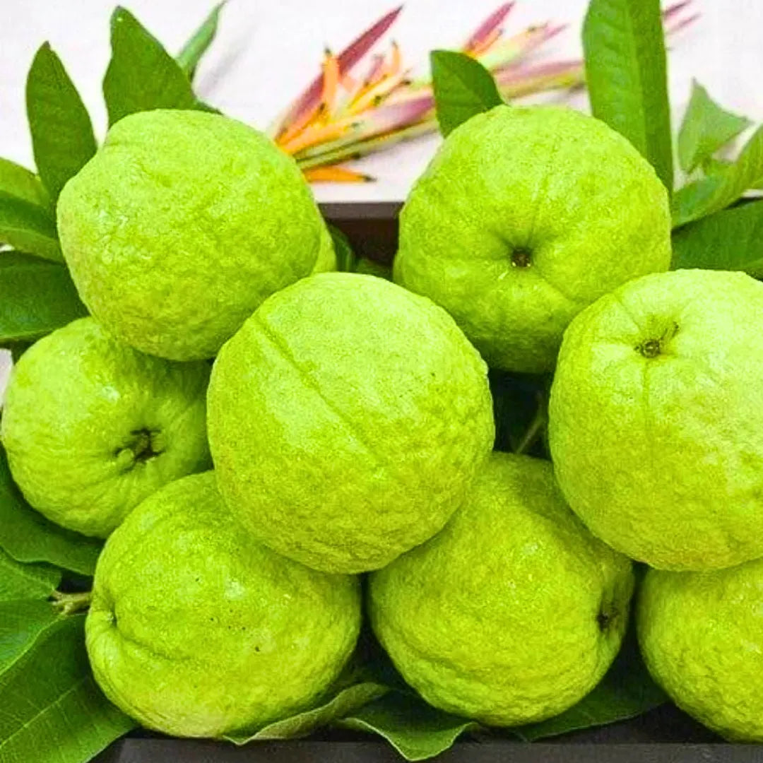 Buy Safeda Guava (Psidium Guajava) - Plant Online at Lalitenterprise