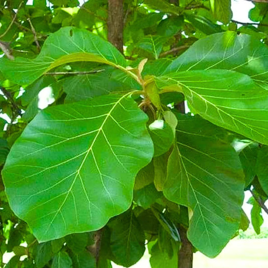 Buy Sagwan Plant | Tectona Grandis Online at Lalitenterprise