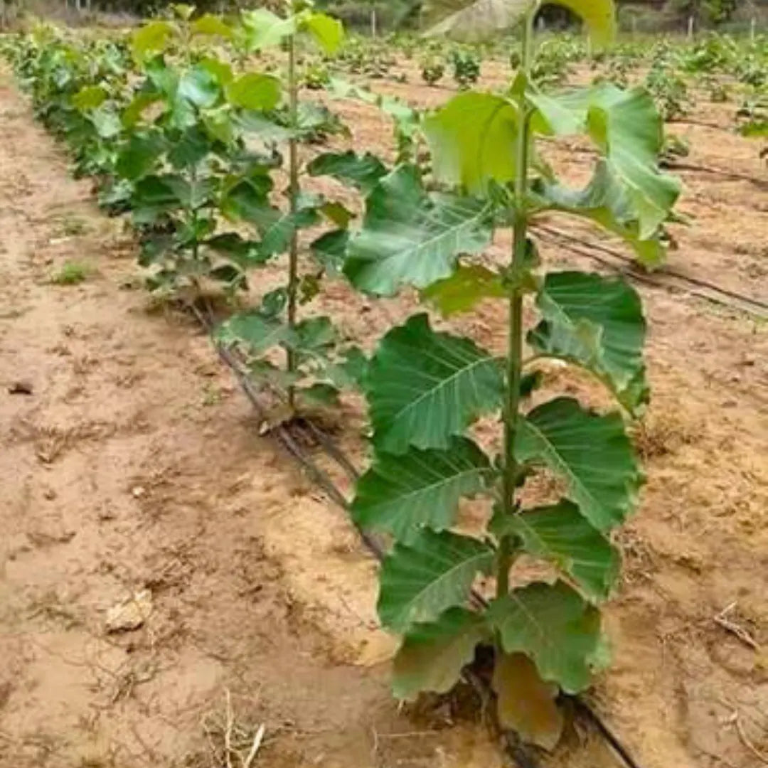 Buy Sagwan Plant | Tectona Grandis Online at Lalitenterprise