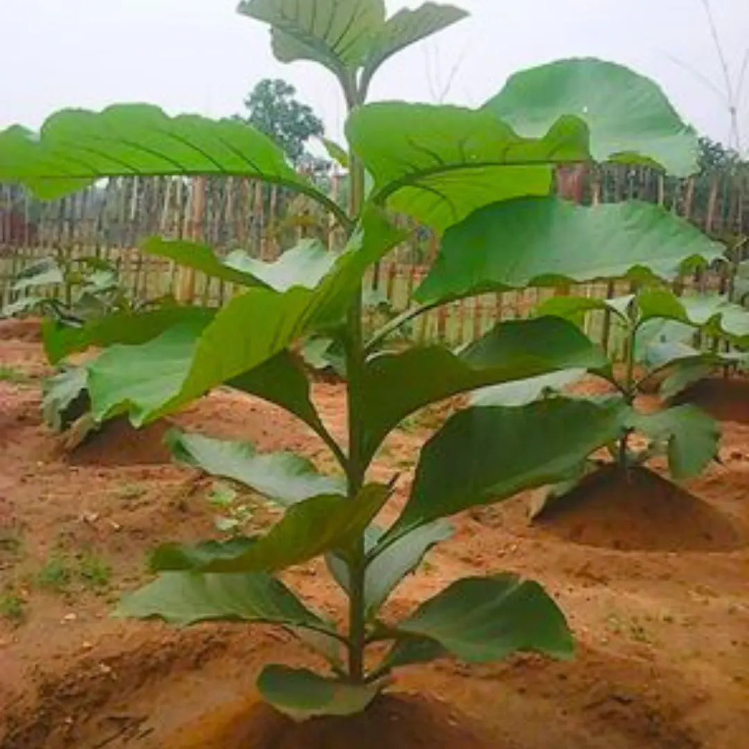 Buy Sagwan Plant | Tectona Grandis Online at Lalitenterprise