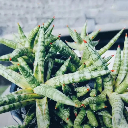 Buy Sansevieria Ballyi | Dwarf Snake Plant Online at Lalitenterprise