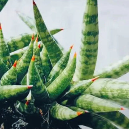 Buy Dwarf Snake Plant Online at Lalitenterprise