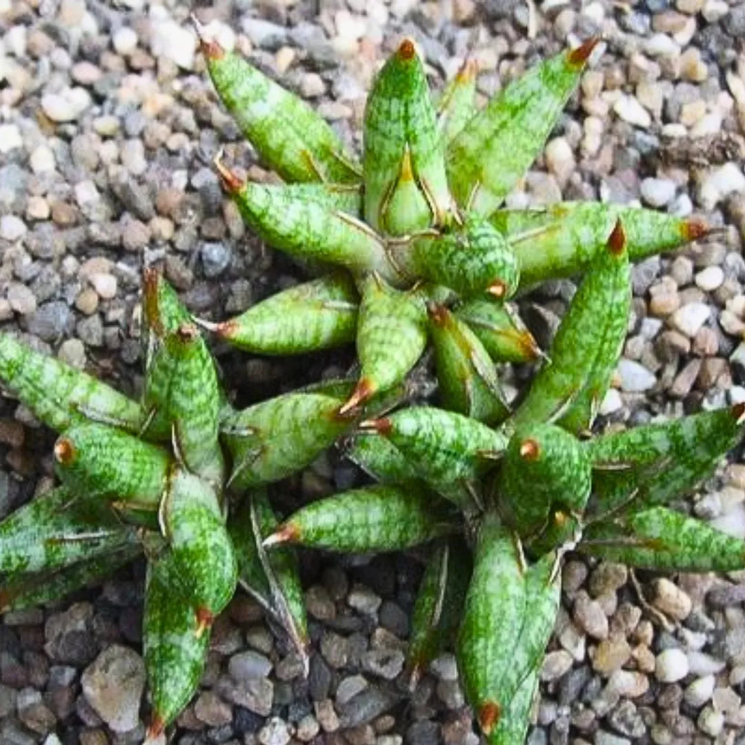 Buy Sansevieria Ballyi Plant Online at Lalitenterprise