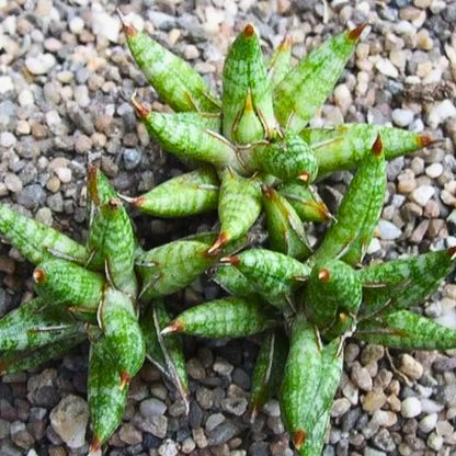 Buy Sansevieria Ballyi Plant Online at Lalitenterprise