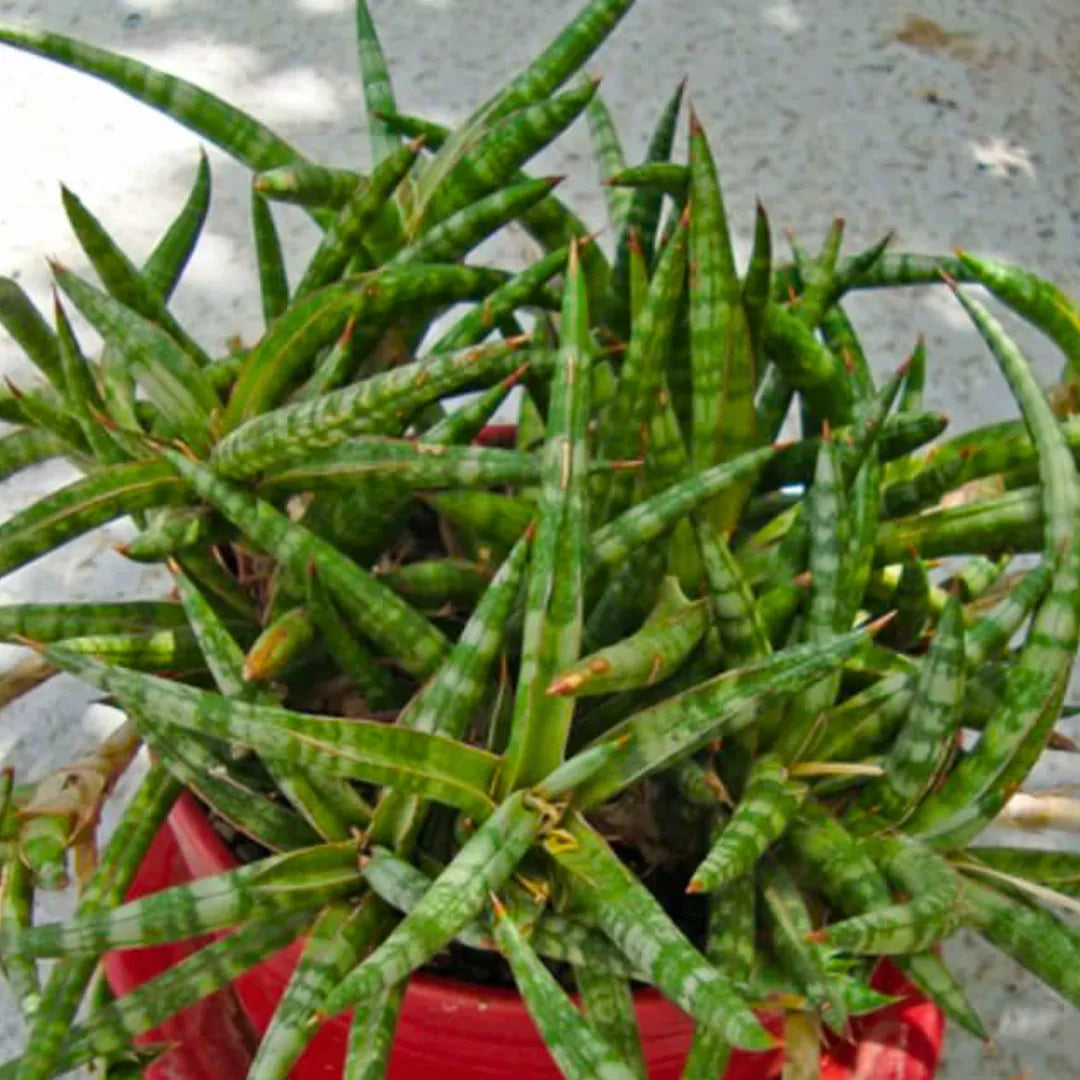 Buy Sansevieria Ballyi | Dwarf Snake Plant Online at Lalitenterprise