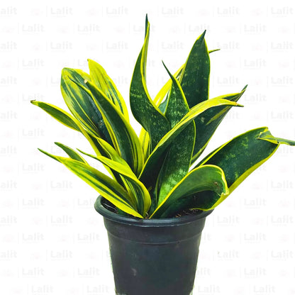 la sansevieria Sansevieria "Gold Flame" (Mother in Law's Tongue)