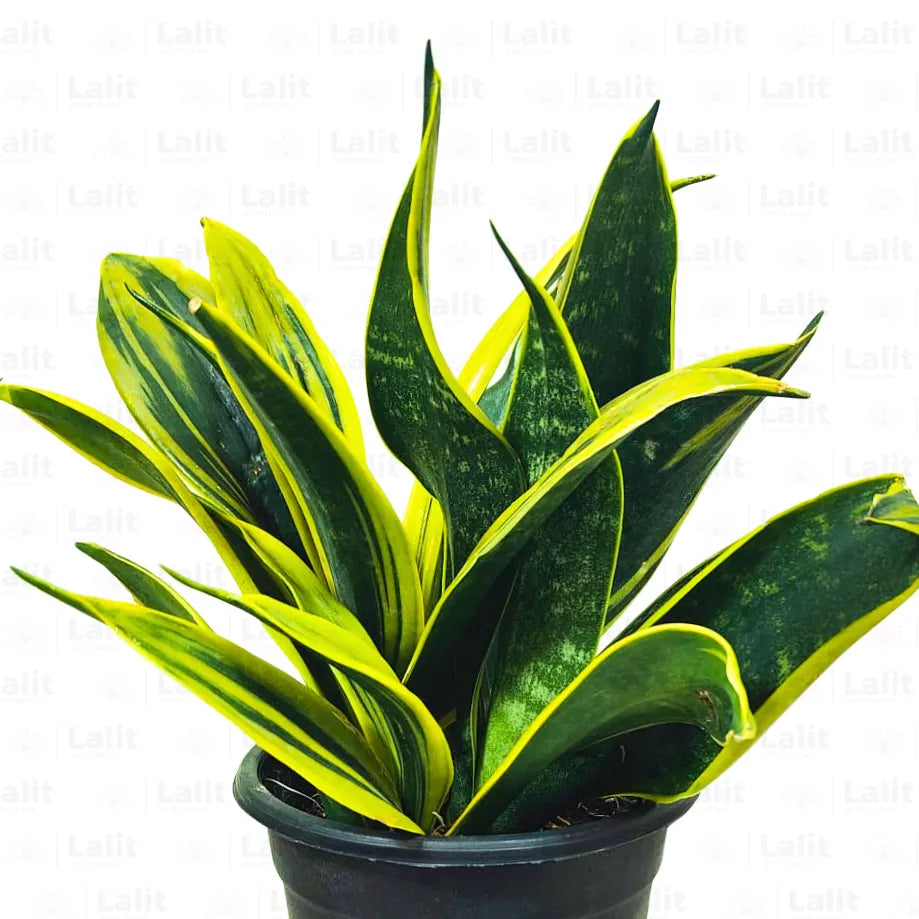sansevieria online purchase Sansevieria "Gold Flame" (Mother in Law’s Tongue)