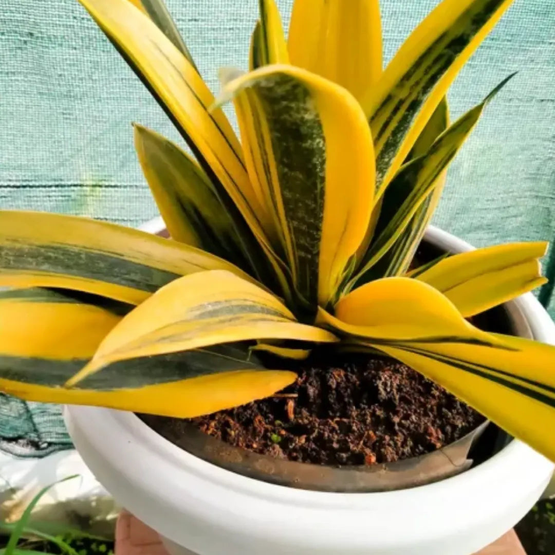 Sansevieria Plant - Lalit Enterprise