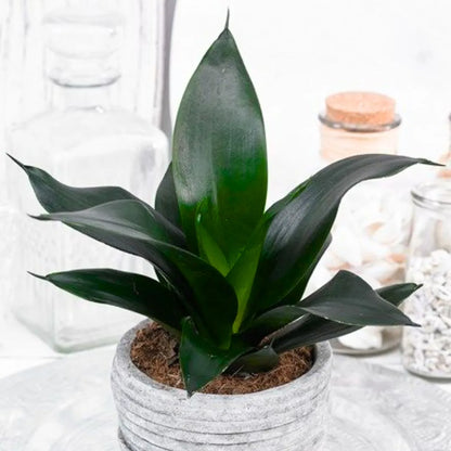 big snake plant online Sansevieria Trifasciata (Black Dragon) – Snake Plant – Lalit Enterprise