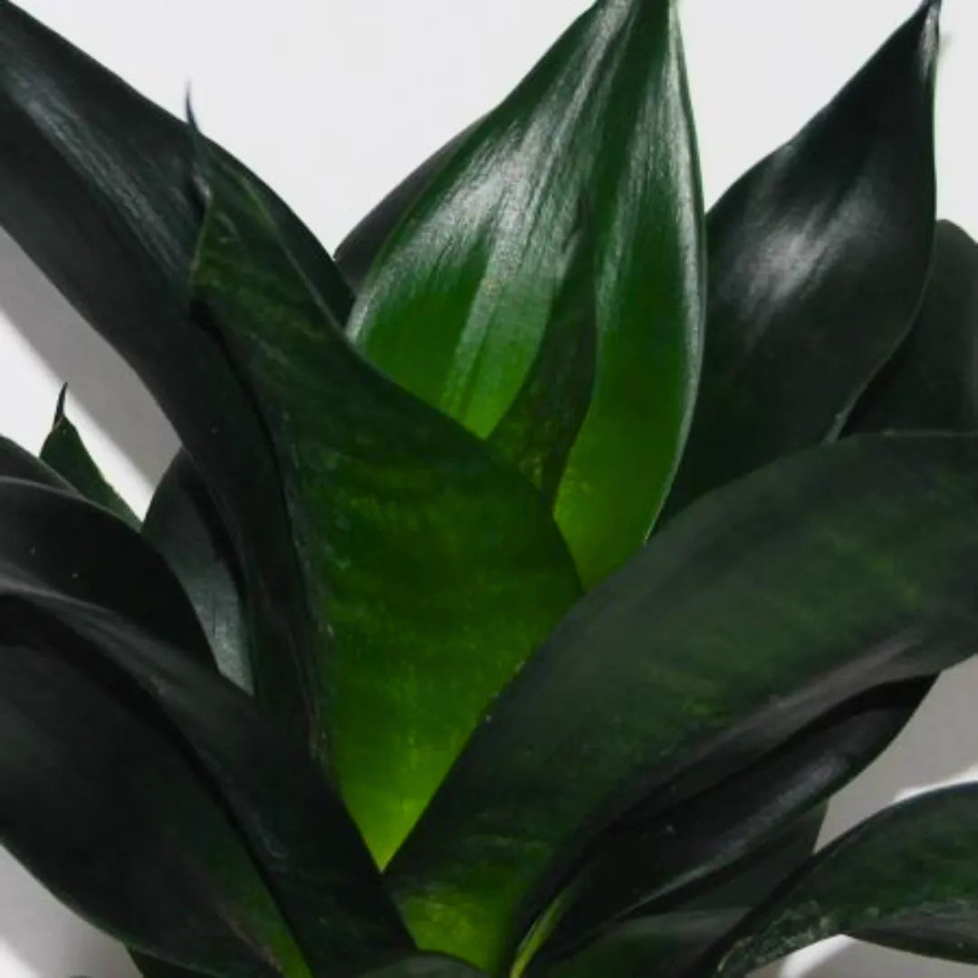 Buy Black Dragon – Snake Plant Online at Lalitenterprise