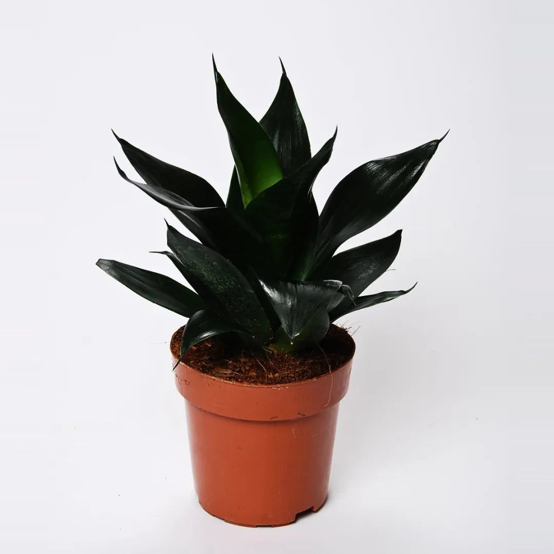 Buy Sansevieria Trifasciata – Snake Plant Online at Lalitenterprise