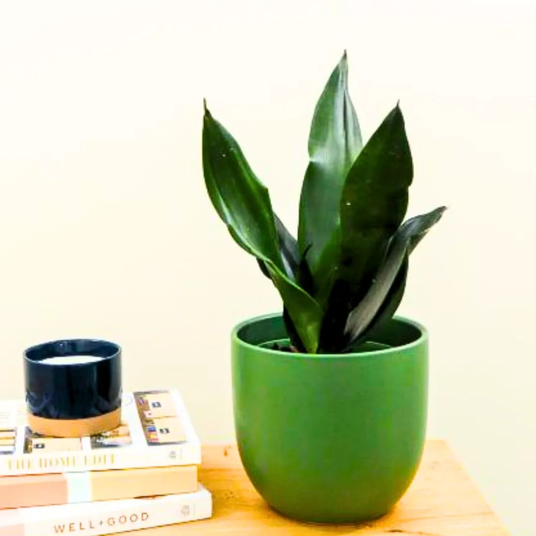 Buy Sansevieria Trifasciata (Black Dragon) – Snake Plant Online at Lalitenterprise