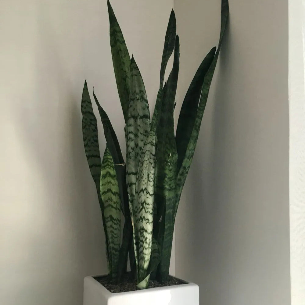 Buy Sansevieria Trifasciata | Snake Plant Online at Lalitenterprise
