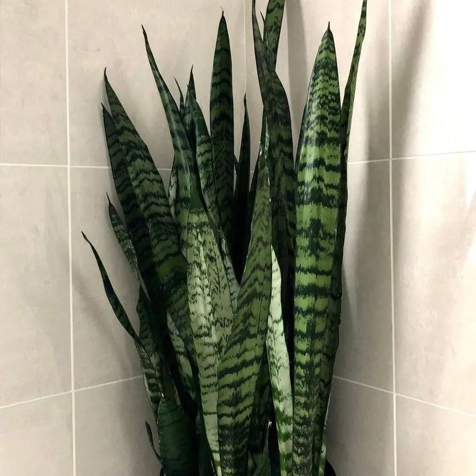 Buy Sansevieria Trifasciata | Snake Plant Online at Lalitenterprise