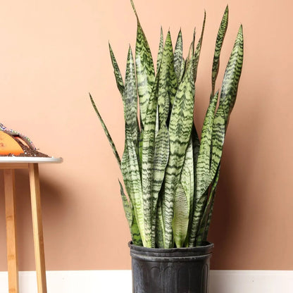 Buy Sansevieria Trifasciata | Snake Plant Online at Lalitenterprise