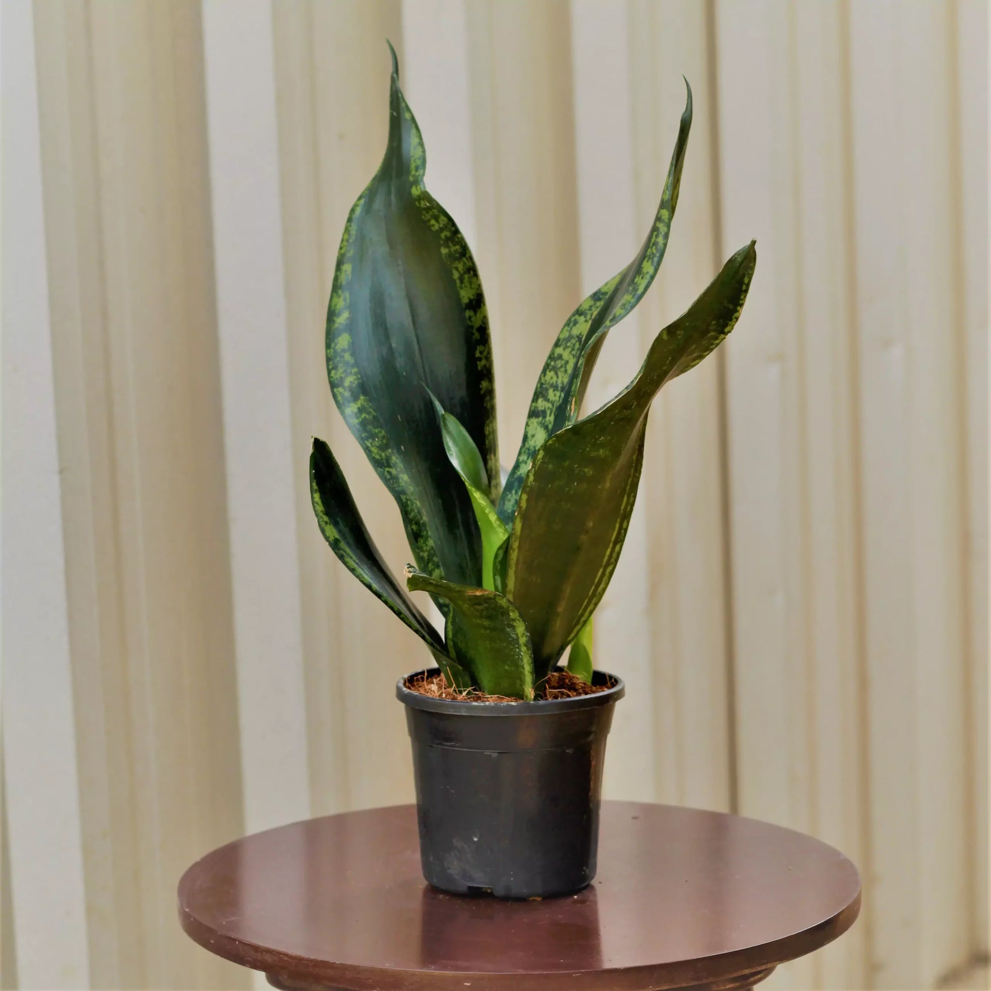 Buy Sansevieria Whitney | Silver Flame Snake Plant Online at Lalitenterprise