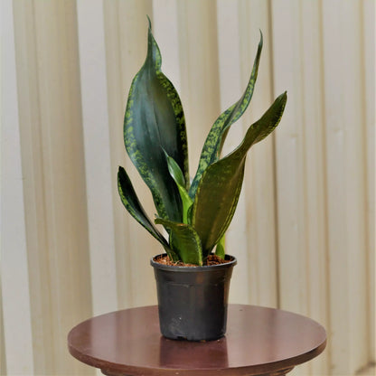 Buy Sansevieria Whitney | Silver Flame Snake Plant Online at Lalitenterprise