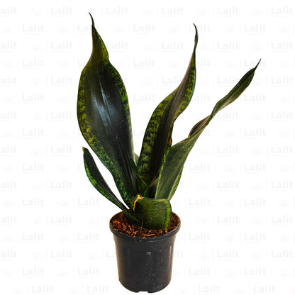 Buy Sansevieria Whitney | Silver Flame Snake Plant Online at Lalitenterprise