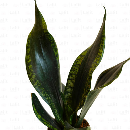 Buy Silver Flame Snake Plant Online at Lalitenterprise