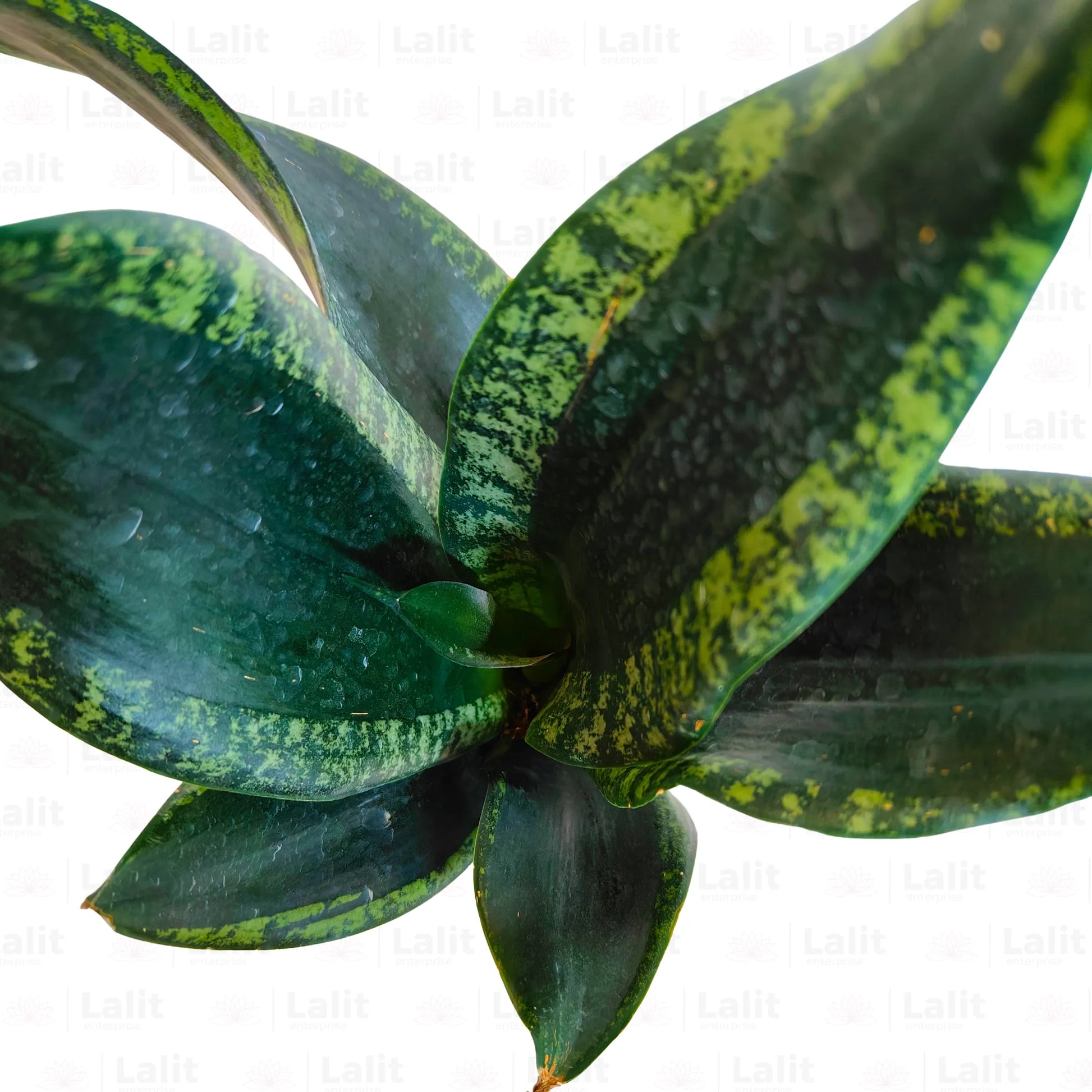 Buy Sansevieria Whitney Snake Plant Online at Lalitenterprise