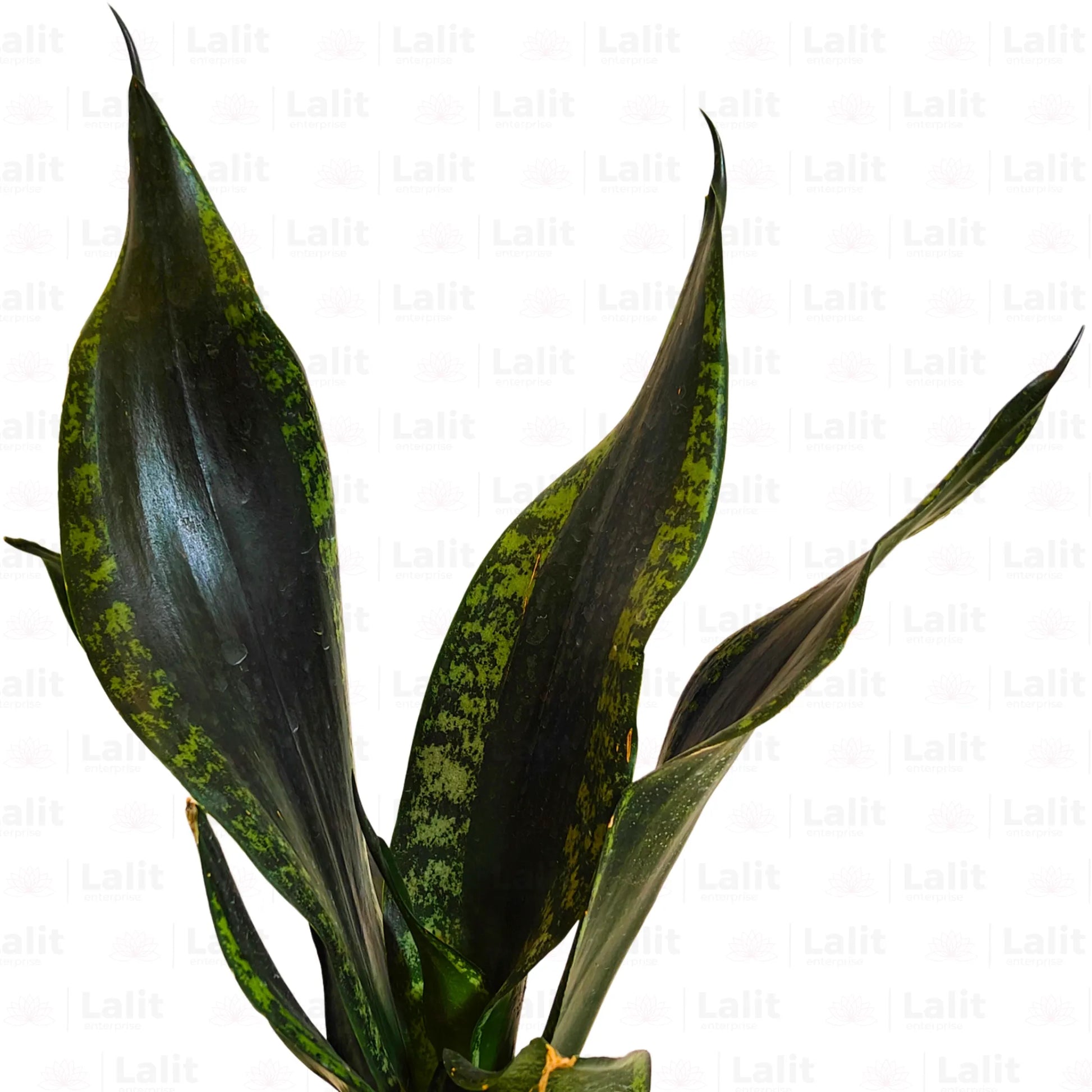 Buy Sansevieria Whitney | Silver Flame Snake Plant Online at Lalitenterprise