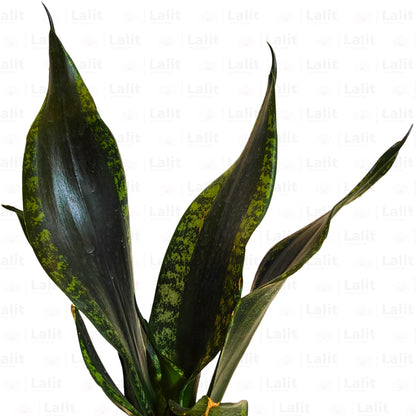 Buy Sansevieria Whitney | Silver Flame Snake Plant Online at Lalitenterprise