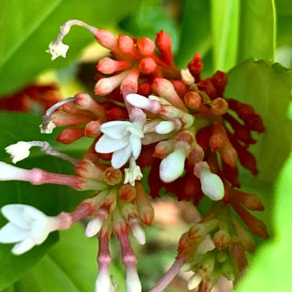 sarpagandha plant and snakes Sarpagandha (Rauvolfia Serpentina) Indian Snakeroot