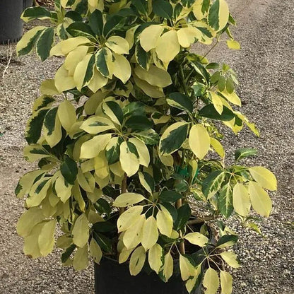 Buy Schefflera Arboricola | Dwarf Umbrella Tree - Plant Onlinee at Lalitenterprise