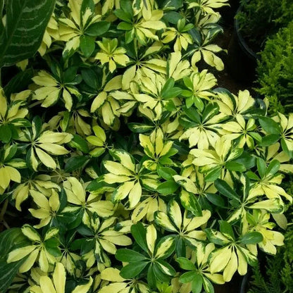Buy Schefflera Arboricola | Dwarf Umbrella Tree - Plant Onlinee at Lalitenterprise