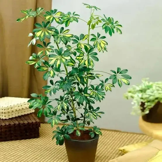 Buy Schefflera Arboricola | Dwarf Umbrella Tree - Plant Onlinee at Lalitenterprise