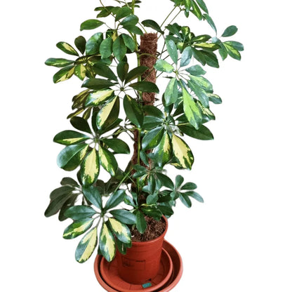 Buy Schefflera Arboricola | Dwarf Umbrella Tree - Plant Onlinee at Lalitenterprise