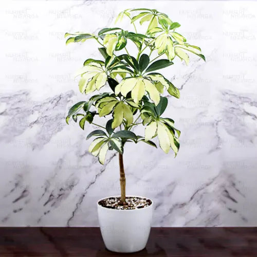 Buy Schefflera Arboricola | Dwarf Umbrella Tree - Plant Onlinee at Lalitenterprise