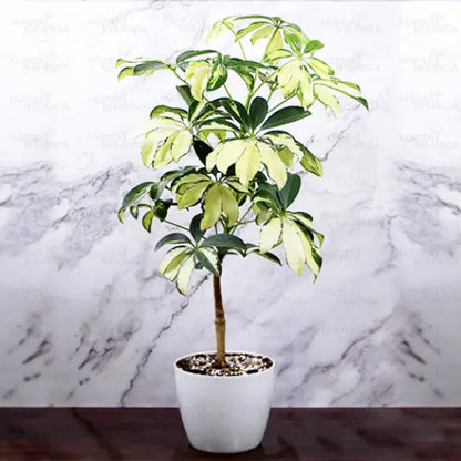 Buy Schefflera Arboricola | Dwarf Umbrella Tree - Plant Onlinee at Lalitenterprise