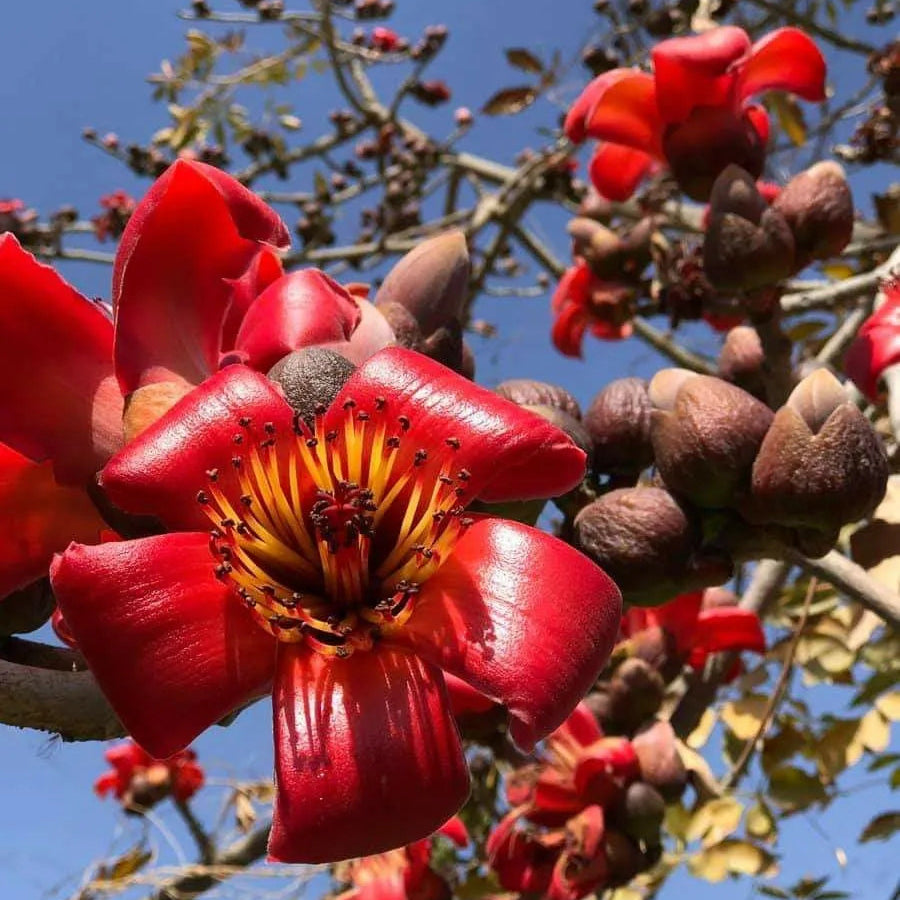 Buy Semal "Bonsai" (Bombax Ceiba) - Plant Online at Lalitenterprise