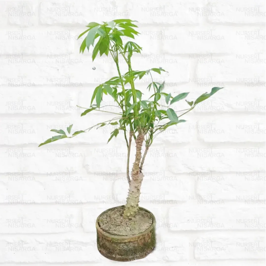 Buy Semal "Bonsai" (Bombax Ceiba) - Plant Online at Lalitenterprise