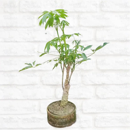 Buy Semal "Bonsai" (Bombax Ceiba) - Plant Online at Lalitenterprise