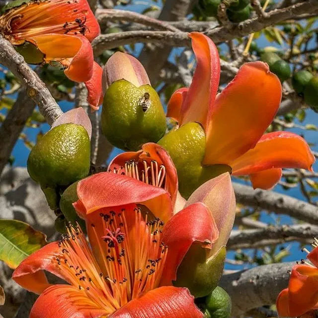 Buy Semal "Bonsai" (Bombax Ceiba) - Plant Online at Lalitenterprise